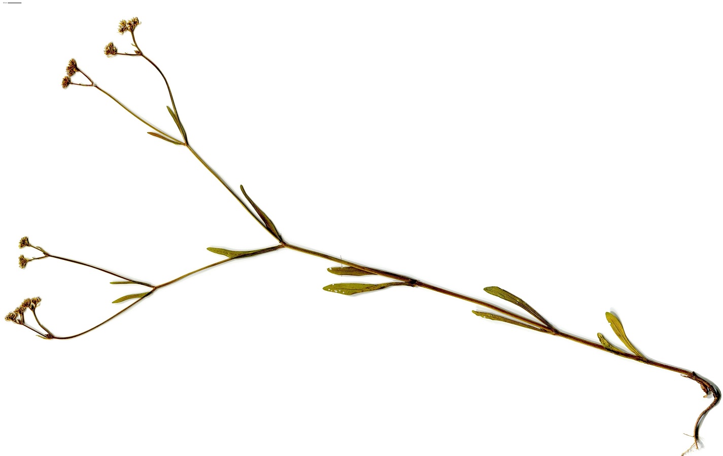 Valerianella rimosa (Caprifoliaceae)